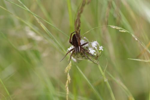 Dolomedes sp.